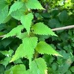 Urtica urens leaf picture by анна мухаметзянова (cc-by-sa)