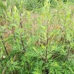 Artemisia verlotiorum habit picture by Gilbert Launay (cc-by-sa)