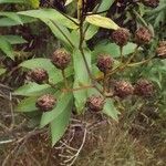 Faujasia salicifolia fruit picture by S. Dufour-Kowalski (cc-by-sa)