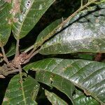 Pouteria torta leaf picture by Nelson Zamora Villalobos (cc-by-nc)