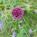 Allium sphaerocephalon flower picture by Phill Price (cc-by-sa)