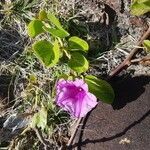 Ipomoea pes-caprae flower picture by Eric Boez (cc-by-sa)