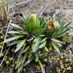 Werneria pumila habit picture by Fabien Anthelme (cc-by-sa)