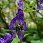 Aconitum columbianum flower picture by Lorna Funkhouser (cc-by-sa)