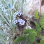 Phacelia pinnatifida flower picture by Fabien Anthelme (cc-by-sa)