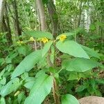 Lysimachia ciliata habit picture by PT (cc-by-sa)