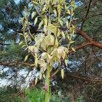 Yucca filamentosa flower picture by Simon Lanier (cc-by-sa)