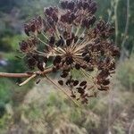 Ferula communis fruit picture by Georges Olioso (cc-by-sa)