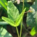 Desmodium affine habit picture by Trap Hers (cc-by-sa)