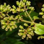 Adelobotrys adscendens fruit picture by Nelson Zamora Villalobos (cc-by-nc)