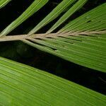 Reinhardtia latisecta leaf picture by Nelson Zamora Villalobos (cc-by-nc)