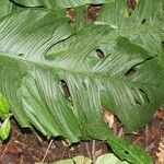 Monstera oreophila leaf picture by Nelson Zamora Villalobos (cc-by-nc)