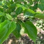 Morus alba fruit picture by rodriguez sandra (cc-by-sa)