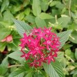 Pentas lanceolata flower picture by Yuly Marcela Parra Montoya (cc-by-sa)