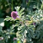 Verbena supina leaf picture by Pascua Javier (cc-by-sa)