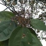 Miconia argentea leaf picture by Eslava Silva felipe de jesus (cc-by-sa)