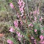 Epacris impressa flower picture by Mick Prendergast (cc-by-sa)