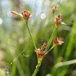 Juncus subnodulosus habit picture by Yoan MARTIN (cc-by-sa)