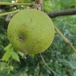 Juglans nigra fruit picture by Chase Hammack (cc-by-sa)