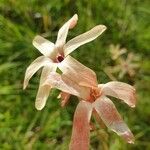 Ixia paniculata flower picture by Pereira Jorge (cc-by-sa)