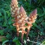 Orobanche flava leaf picture by Kévin bourgeois (cc-by-sa)