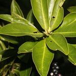 Myrsine pellucidopunctata habit picture by Nelson Zamora Villalobos (cc-by-nc)