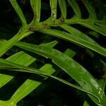 Monstera tenuis leaf picture by Nelson Zamora Villalobos (cc-by-nc)