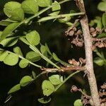 Zanthoxylum limoncello fruit picture by Nelson Zamora Villalobos (cc-by-nc)