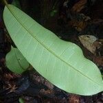 Pouteria virescens leaf picture by C. Geniez (cc-by-sa)