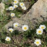 Leucanthemopsis alpina habit picture by Jacques Zuber (cc-by-sa)