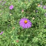 Symphyotrichum oblongifolium flower picture by Adam Martin (cc-by-sa)