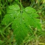 Geranium robertianum leaf picture by Vincent Thery (cc-by-sa)