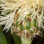 Centaurea dichroantha flower picture by Martin Bishop (cc-by-sa)