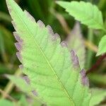 Bidens tripartita leaf picture by Tom Spruit (cc-by-sa)