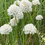 Armeria pubinervis habit picture by F. Manzano (cc-by-sa)