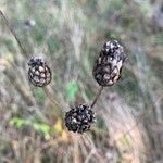 Cephalaria leucantha fruit picture by Michael Krelle (cc-by-sa)