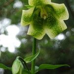 Megacodon stylophorus flower picture by Alan Elliott (cc-by-sa)