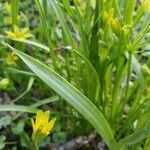 Gagea lutea leaf picture by Veit Zebralla (cc-by-sa)