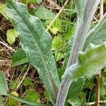 Tephroseris helenitis leaf picture by Philippe GARRO (cc-by-sa)