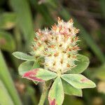 Trifolium striatum fruit picture by Martin Bishop (cc-by-sa)