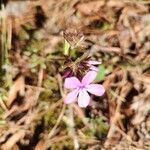 Phlox pilosa leaf picture by Jerry Colwell (cc-by-sa)