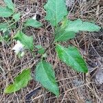 Solanum carolinense habit picture by Brad Kelley (cc-by-sa)