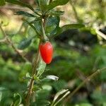 Lycium barbarum fruit picture by Nicolas Crosse (cc-by-sa)