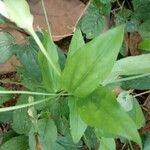 Thunbergia fragrans leaf picture by Aarati (cc-by-sa)