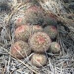 Pediocactus simpsonii leaf picture by tyler munson (cc-by-sa)