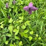 Clematis viticella habit picture by Stefano Bonello (cc-by-sa)