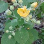 Abutilon theophrasti flower picture by norby_1 (cc-by-sa)