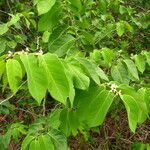 Dalbergia ecastaphyllum leaf picture by Renato Lima (cc-by-sa)