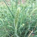 Phalaris paradoxa flower picture by paoloferretti67@gmail.com (cc-by-sa)