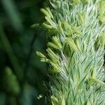 Phalaris coerulescens flower picture by Roberto Righini (cc-by-sa)